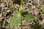 Yellow trillium